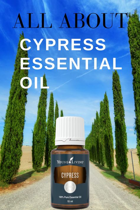 I use this beautiful tree oil almost daily. Read on to find out why I love Cypress essential oil, the beneifts of Cypress oil, and how I use it. #cypressessentialoil, #benefitsofcypressessentialoil, #howtousecypressessentialoil | EOGuys.com Young Living Cypress, Essential Oil Perfumes Recipes, Young Living Diffuser, Cypress Oil, Cypress Essential Oil, Seasonal Affective, Magic Herbs, Yl Oils, Essential Oils Herbs