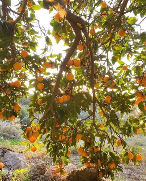 Rosette Nebula, Orange Grove, Dark Grunge, Orange Aesthetic, Orange Tree, Orange Fruit, Summer Fruit, Fruit Trees, Pumpkin Patch