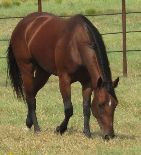 Brown Quarter Horse, Bay Quarter Horse, Horses Brown, Brown Horses, Trail Riding Horses, Aqha Horses, Bay Horses, Horse Brown, Horse Inspiration