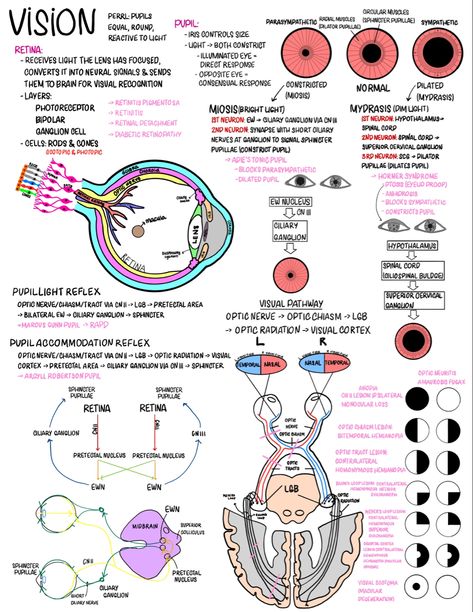 Neuroscience -> medical school notes Eyes Nursing School, Anatomy Of The Eye Notes, Study Notes Medical Students, Neurobiology Notes, Nurse School Notes, Eye Biology Notes, The Eye Biology Notes, Med Student Notes Aesthetic, Optometry School Notes