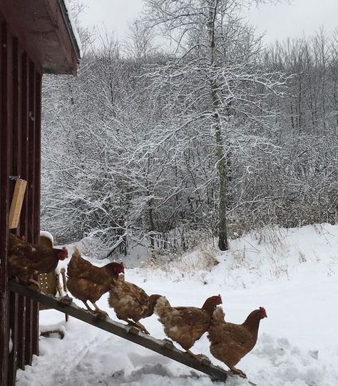 Farm Lifestyle, Winter Aesthetic, Brigitte Bardot, The Ranch, Winter Scenes, Winter Time, Country Life, Farm Life, Coop