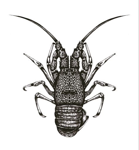 Crayfish Tattoo, Lobster Tattoos, Lobster Tattoo, Tattoo Font For Men, Marine Tattoo, Rock Lobster, Tattoo Font, Native Design, Creative Tattoos