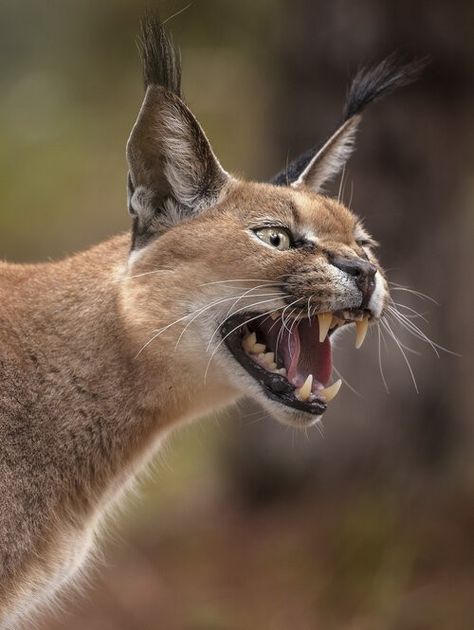 African Wild Cat, Cat Expressions, Cat Anatomy, Wild Photography, Wild Animals Pictures, Cat Reference, Interesting Animals, Cat Pose, Animal Wildlife