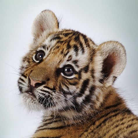 Cute Tiger Cubs, Tiger Portrait, Baby Tigers, Baby Kitty, Tiger Tiger, Cute Tigers, Baby Tiger, Tiger Cub, Cute Creatures