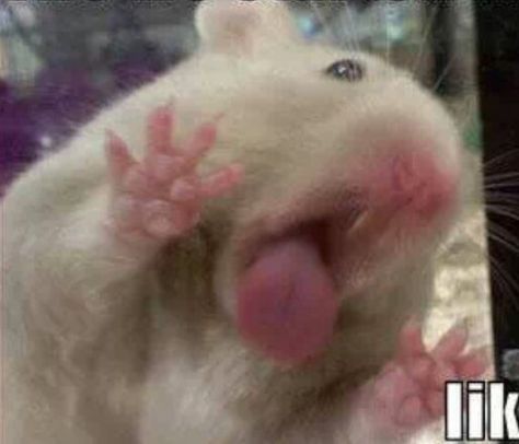 Cute Hamster Pics, Funny Rats, Funny Hamsters, Cute Small Animals, Cute Rats, Funny Animal Photos, Cute Hamsters, Pet Rats, Pretty Animals