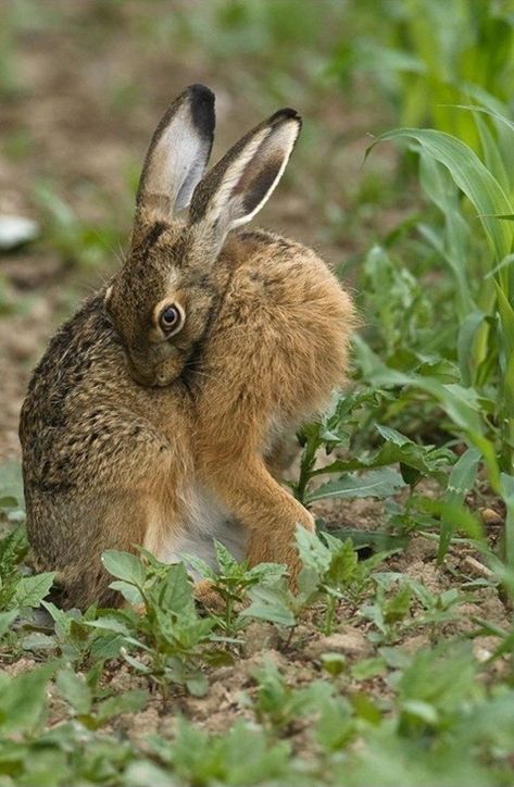 Rabbit Photography, Animals Reference, Funny Animal Art, Animal Poses, Arte Doodle, Wild Rabbit, Animal Reference, Animal Print Wallpaper, Animal Study