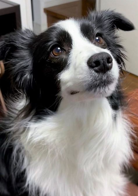 Dogs Border Collie, Dog Border Collie, Cute Border Collie, Cat Instagram, Very Cute Dogs, Black And White Dog, Border Collie Dog, Pretty Dogs, Pretty Animals