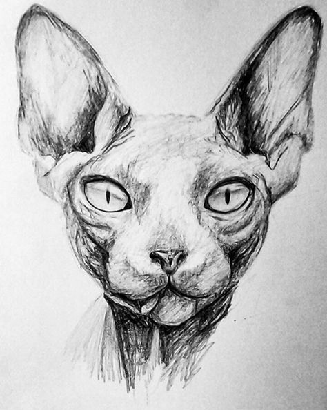 Sphynx by Nikostiel.deviantart.com on @DeviantArt Sphynx Cat Drawing, Sphynx Cat Tattoo, Werewolf Cat, Lykoi Cat, Chat Sphynx, Tier Tattoo, Kitten Drawing, Sphynx Cats, Sphinx Cat