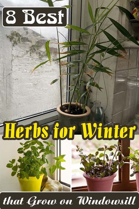 Don't let the cold weather stop you from growing! Here are the Best Indoor Herbs that Can Thrive on Winter Windowsill. Winter Herbs Indoor, Growing Sage Indoors, Growing Food Indoors Winter, Growing Herbs Inside During Winter, Growing Herbs Indoors With A Grow Light, How To Keep Outdoor Plants Alive During Winter, Window Herb Garden, Growing Parsley, Growing Thyme