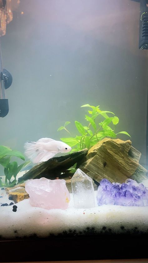 Betta fish crystals tropical fish tank betta tank planted aquarium spiritual siamese fighting fish white betta Betta Fish Ideas Tanks, Cute Fish Tank Decor, Aesthetic Aquarium Ideas, Pretty Betta Fish Tank Ideas, Fish Tank Inspiration, Betta Tank Themes, Cute Small Fish Tank Ideas, Betta Tank Decor, Fish Tank Cute