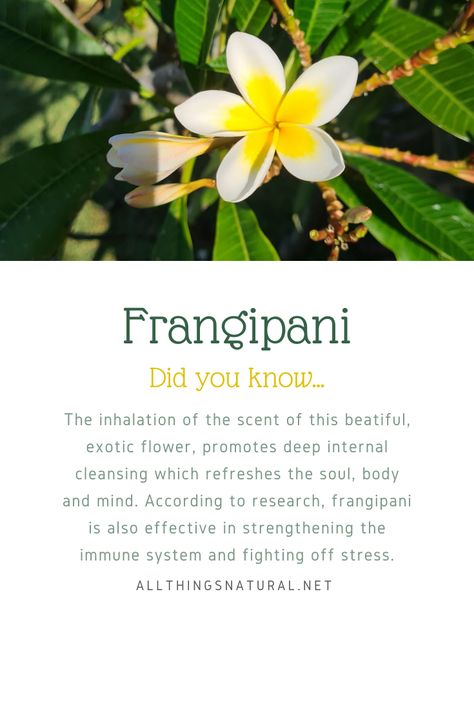 Frangipani Meaning, Plumeria Meaning, Plumeria Flowers Aesthetic, Island Flowers, Frangipani Flower, نباتات منزلية, Plant Care Houseplant, Different Types Of Flowers, Plumeria Flowers