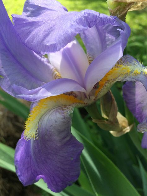 Iris (Orris) Roots in Natural Perfumery Iris Flower Reference, Iris Flowers Photography, African Iris, Iris Botanical, Variegated Iris, Botanical Perfume, Natural Fragrances, Small Batches, Alchemy