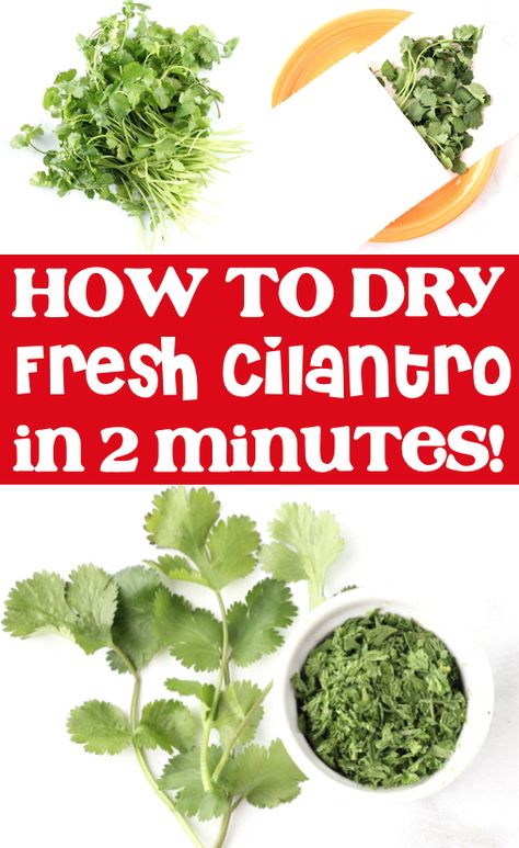 Cilantro Recipes - Healthy Simple Ideas to Dry Fresh Cilantro!  You won't believe how fast and easy it is to dry your fresh herbs and save them to use for cooking later!  Go check out the step by step instructions, and give it a try this week! Recipes Using Fresh Cilantro, How To Dry Cilantro, Cilantro Recipes Ideas, Preserving Fresh Cilantro, Cilantro Seasoning, Dry Cilantro, Fresh Cilantro Recipes, Herbs Drying, Herb Healing