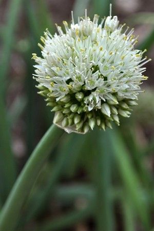 Green onion flower. Onion Flowers, Onion Flower, Green Onion, Green Onions, Pretty Flowers, Plants, Flowers, Green