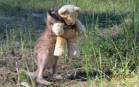 Wildlife carer helps orphaned kangaroos cope with loneliness by giving them toy teddy bears as companions Cuteness Overload, Baby Animals, Cute Pictures, Golden Retriever, Kangaroo, Animal Lover, Fun Facts, Kittens