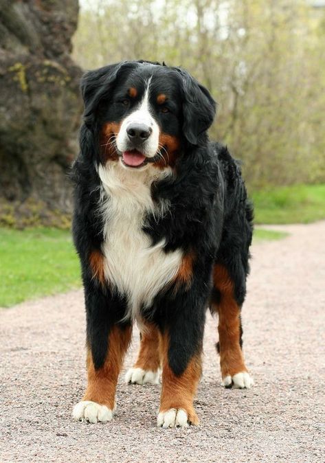 Some of my favorite things Burnese Mountain Dog, Burmese Mountain Dogs, Bernese Dog, Bernese Mountain Dogs, Fluffy Dogs, Dream Dog, Bernese Mountain, Mountain Dog, Bernese Mountain Dog