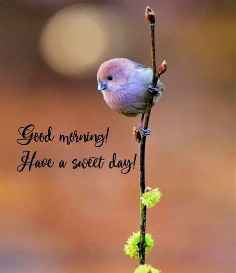 Good Morning Wishes In English, Weekend Wishes, Good Morning Rose Images, Good Morning Sister Quotes, Latest Good Morning Images, Morning Friday, Good Morning Sister, Morning Msg, Good Morning Greeting Cards