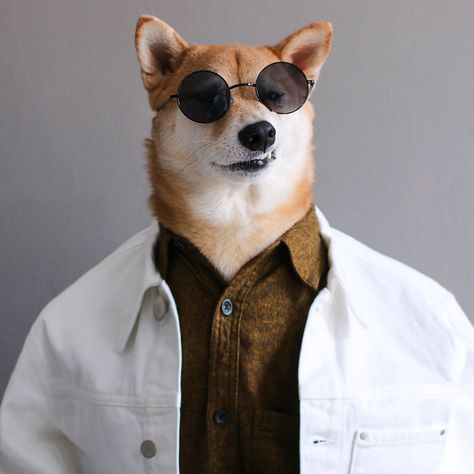 Mondays, amirite?  #boohiss ~ Menswear Dog (@Mensweardog) | Twitter Menswear Dog, 웃긴 사진, Products And Services, Dog Dog, Chambray Shirt, Guys Be Like, Baby Dogs, Shiba Inu, Dog Training