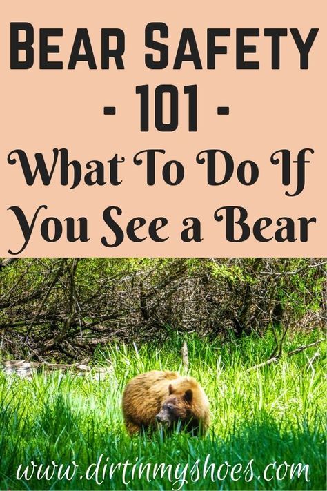 Hiking Tips, Camping Supplies, Bear Safety, Camping Safety, Hiking Destinations, Short Article, Camping Spots, Park Ranger, Camping Backpack