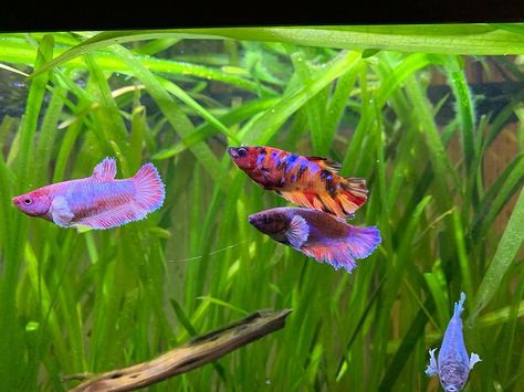 Fish Pretty, Female Betta Fish, Dream Aquarium, Betta Care, Types Of Betta Fish, Aqua Scaping, Female Betta, Aquatic Pets, Tail Pattern