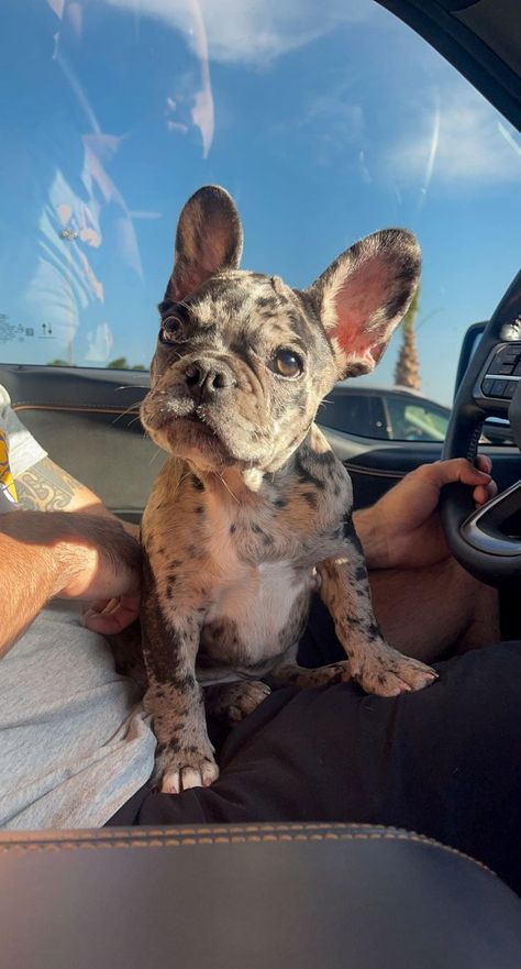 cute french bulldog puppy Cute Dogs French Bulldog, Spotted French Bulldog, Blonde French Bulldog, Speckled French Bulldog, Blue Frenchie Puppy, Puppy French Bulldog, Fluffy Frenchie Puppy, Bull Dogs Frances, Frenchie Aesthetic