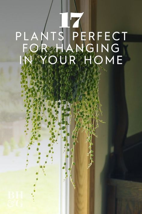 Hanging Plants Indoor Glass Bowl, Best Hanging Plants Indoor, Indoor Hanging Plants, Best Indoor Hanging Plants, Hanging Indoor Plants, Pot Gantung, Hanging Plants Outdoor, Hanging Plants Diy, Indoor Plant Wall