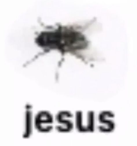 Low Quality Bug Names, Blurry Bugs With Names, Bugs With Names, Insects Names, Silly Names, Hi Welcome To Chili's, Bug Collection, Cool Bugs, Silly Images