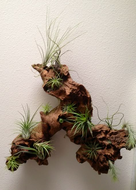 Driftwood + Airplants = AWESOME! Takken Decor, Driftwood Planters, Air Plants Decor, Diy Succulent Terrarium, Hantverk Diy, Trendy Plants, Air Plant Display, Air Plant Terrarium, Terrarium Diy