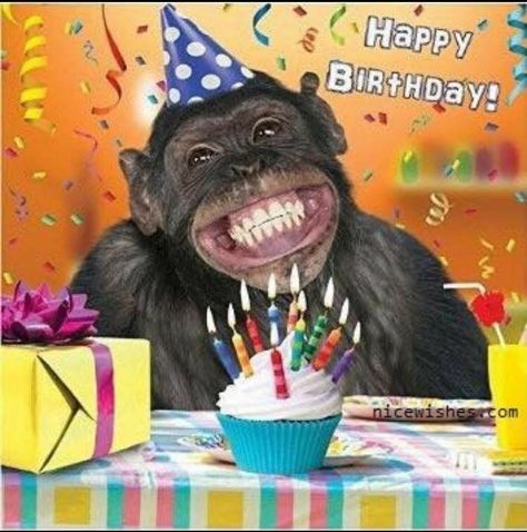 Happy Birthday BARB! Happy Birthday Animals, Happy Birthday Sister Quotes, Funny Happy Birthday Images, Arte Jazz, Funny Happy Birthday Song, Funny Happy Birthday Wishes, Monkey Birthday, Happy Birthday Friend, Happy Birthday Wishes Cards