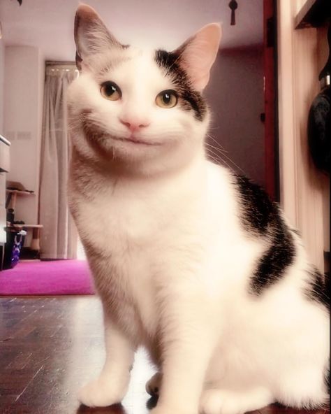 Beluga Cat, Polite Cat, Cat Inspiration, Smile Meme, Facts About Cats, Smiling Cat, Laughing Cat, Kitty Images, Cat Quotes Funny