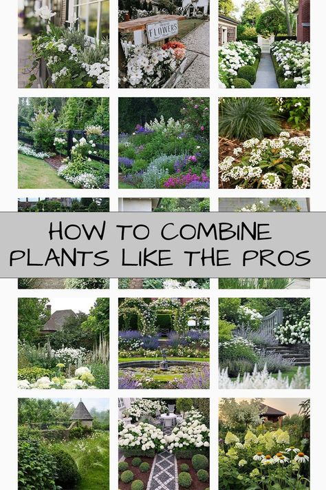 Plant Pairings, Tiered Garden, Planting Plan, Cottage Garden Design, Garden Landscape Design, Plant Combinations, Garden Borders, Perennial Garden, Garden Layout