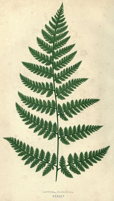 Fern Tattoo, Illustration Botanique, Fern Leaf, Vintage Botanical Prints, Plant Drawing, Trendy Flowers, Scientific Illustration, Illustration Vintage, Vintage Tattoo