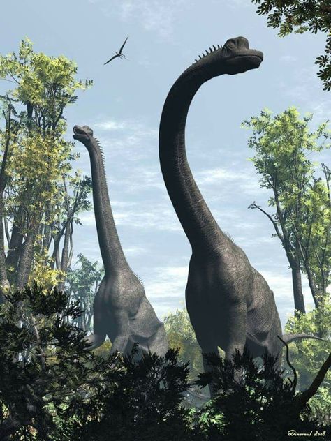 Brachiosaurus brancai  Brachiosaurus, meaning “arm lizard”, was a genus of sauropod dinosaur that lived during the Late Jurassic Period, Tanzania,Africa. It was named thus because its forelimbs were much longer than its hind limbs. One of the largest animals ever to walk the earth.Brachiosaurus was around 25 meters (82 feet) in length and was probably able to raise its head about 13 meters (42 ft) above ground level.Weight is in the range 32 tonnes to 37 tonnes. Jurassic Period, Prehistoric Dinosaurs, Tanzania Africa, Dinosaur Illustration, Prehistoric World, Ancient Animals, Paleo Art, Extinct Animals, Dinosaur Fossils