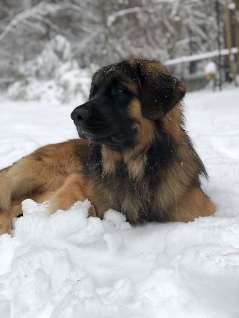 #snow #dog #puppy #winter #cute #leonberger #vsco #pictures Leonberger Dog Puppy, Leonberger Puppy, Cute Big Dogs, Landseer Dog, Leonberger Dog, Dog Kennel Cover, Winter Puppy, St Bernard Dogs, Very Cute Dogs