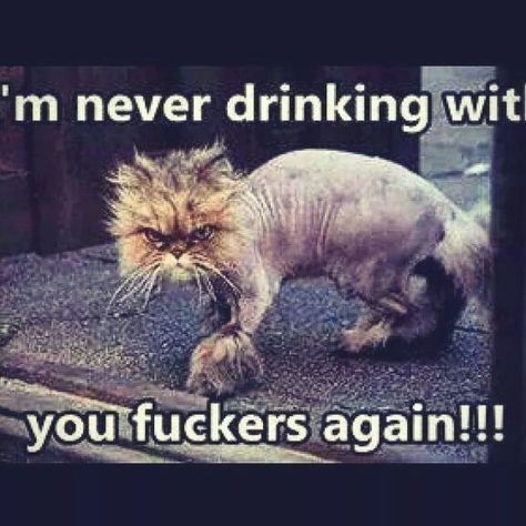 I'm never drinking with you fuckers again. Bartender Humor, Wine Ideas, Alcohol Humor, Drinking Quotes, Funny Cats And Dogs, Drinking Humor, Me Me, Funny Cat Pictures, Animal Jokes