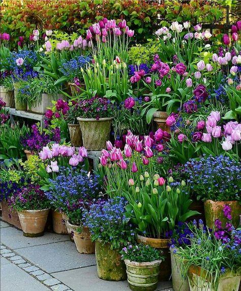 Container Gardening Flowers, Tulips Garden, Garden Containers, Love Garden, Small Gardens, Spring Garden, Front Garden, Container Plants, Dream Garden