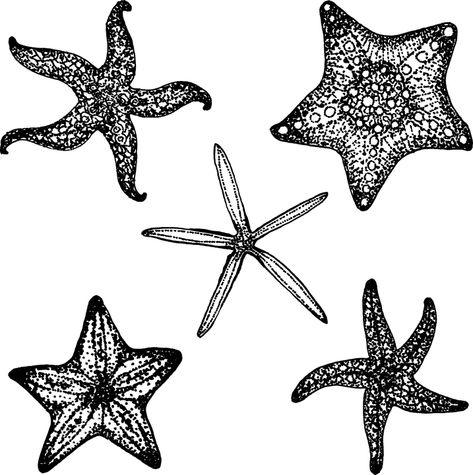 Starfish Fish Star - Free vector graphic on Pixabay Starfish Drawing, Starfish Tattoo, Stars Illustration, Starfish Art, Drawing Stars, Star Illustration, Stella Marina, Fish Sea, Fish Illustration