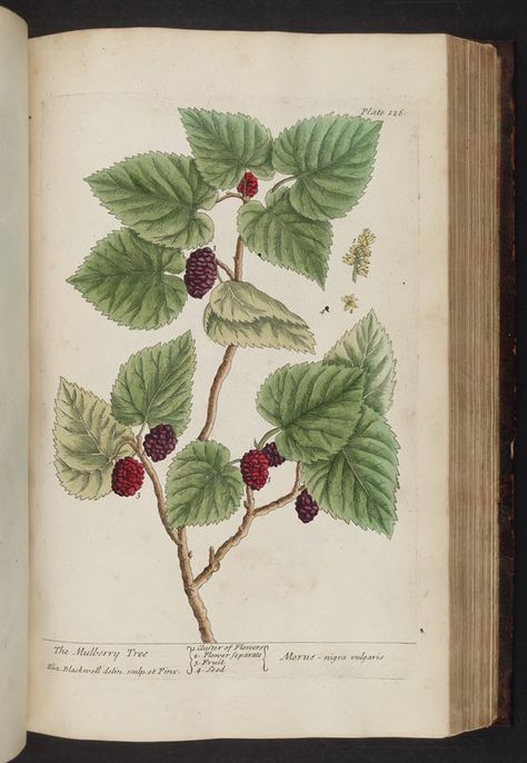 Image of Illustration of Morus nigra vulgaris (The Mulberry tree) p126, A Curious Herbal by Elizabeth Blackwell Elizabeth Blackwell, Books Illustration, Mulberry Leaf, Missouri Botanical Garden, Mulberry Tree, Ancient Tree, Scientific Illustration, Rare Books, Botanical Illustration