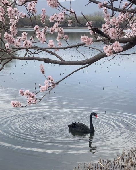 Cute Places, Japan Aesthetic, Japanese Aesthetic, Pink Blossom, Six Feet Under, Black Swan, Nature Aesthetic, Pretty Places, Pretty Pink