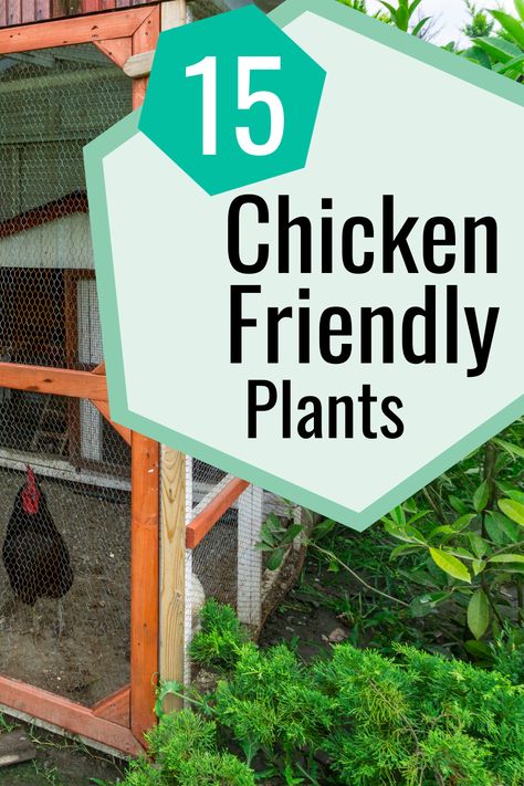 When designing a chicken-friendly garden around your chicken coop, it's important to choose plants that are safe and beneficial for chickens. Chickens can be quite destructive to plants because they scratch, peck, and sometimes eat them. However, some plants can provide chickens with shade, entertainment, and a nutritious supplement to their diet. Visit our blog for safe plants around your chicken coop. Chicken Coop Planting Ideas, Chicken Landscaping, What To Plant Near Chicken Coop, Chicken Outdoor Area, Chicken Coop Garden Layout, Plants Chickens Can Eat, Plants To Put Around Chicken Coop, Plants To Grow In Chicken Coop, Good Plants To Plant Around Chicken Coop