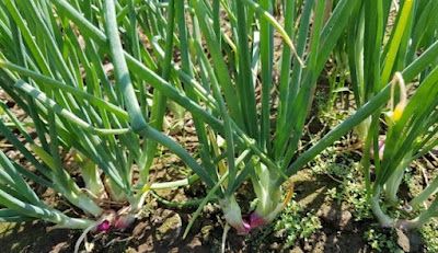 Cara Budidaya Jangkrik Dengan Keuntungan Menggiurkan - Belajar Pertanian Organik Plants, Dataran Rendah