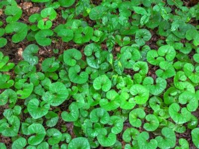 Caring For Wild Ginger: How To Grow Wild Ginger Plants Ground Cover For Shade, Wild Ginger Plant, Flowering Ground Cover, Ginger Plants, Grow Ginger, Growing Ginger, Ginger Plant, Wild Ginger, Magnolia Trees