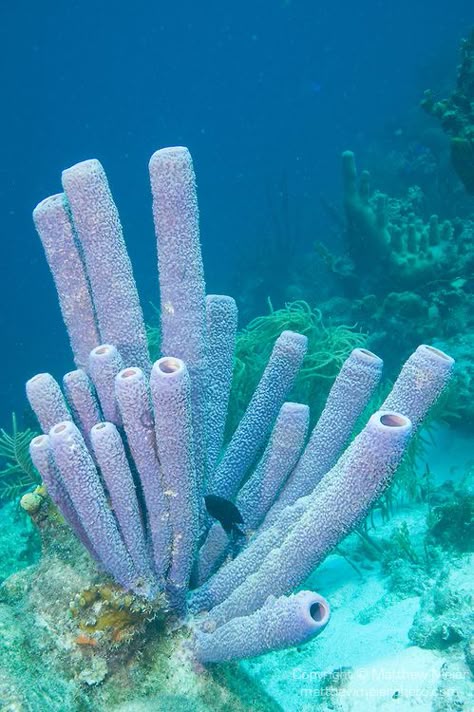 Bonaire, Netherlands Antilles; large purple tube sponges grow on the coral reef , Copyright © Matthew Meier, matthewmeierphoto.com All Right... Tube Sponge Coral, Coral Images, Coral Reef Photography, Foto Macro, Creature Marine, Cnidaria, Sea Plants, Coral Sea, Canvas For Beginners