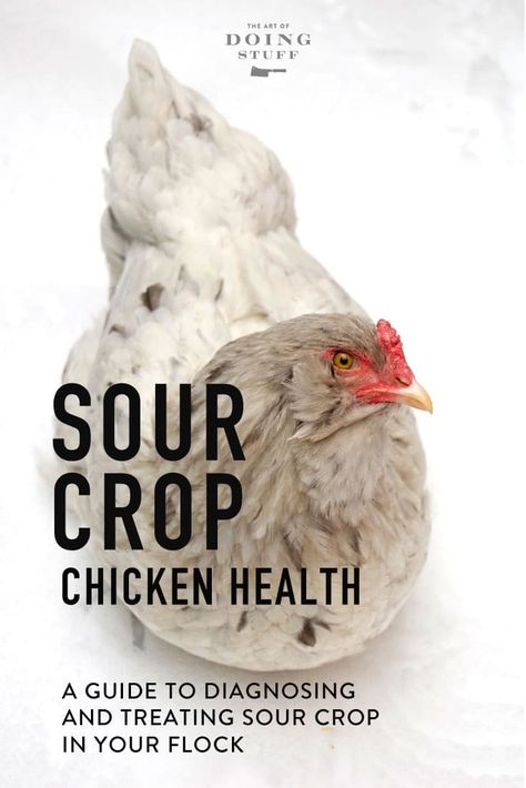 Sour Crop In Chickens, Urban Chicken Farming, Laying Chickens Breeds, Best Egg Laying Chickens, Laying Chickens, Cat Vet, Portable Chicken Coop, Egg Laying Chickens, Urban Chickens