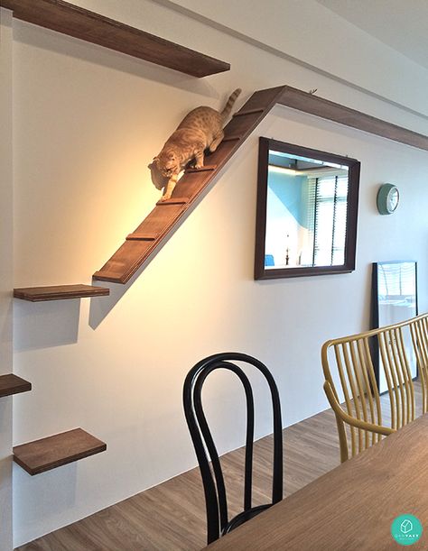 The-Association-Punggol-Walk-Cat-House-Wall-Shelves Diy Cat Shelves, Cat Walkway, Diy Climbing Wall, Katt Diy, Cat Climbing Wall, Katt Grejer, Chat Diy, Cat Patio, Cat Wall Shelves