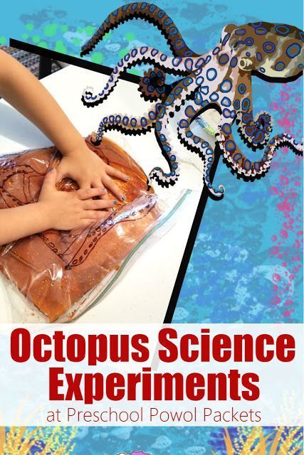 Octopus Science Experiments for Preschoolers | Preschool Powol Packets  #idiscoverwhy #scienceexperiments #parentsandkids #STEM Animal Science Experiments, Ocean Science Experiments, Awesome Science Experiments, Experiments For Preschoolers, Ocean Activities Preschool, Ocean Theme Preschool, Preschool Science Activities, Ocean Unit, Summer Science