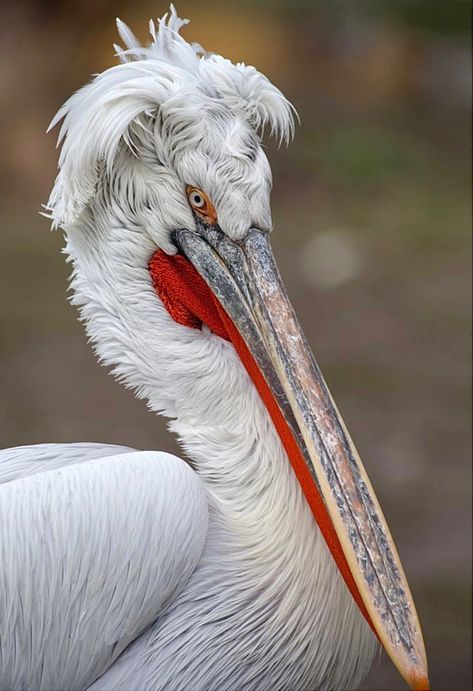 An enormous water bird—33 pounds with a 9 foot wingspan—native to southern Europe and Asian countries such as China and India. Dalmatian Pelican, Pelican Art, African Grey Parrot, Herons, Bird Photography, Wild Birds, Animal Photo, Birds Painting, Nature Animals