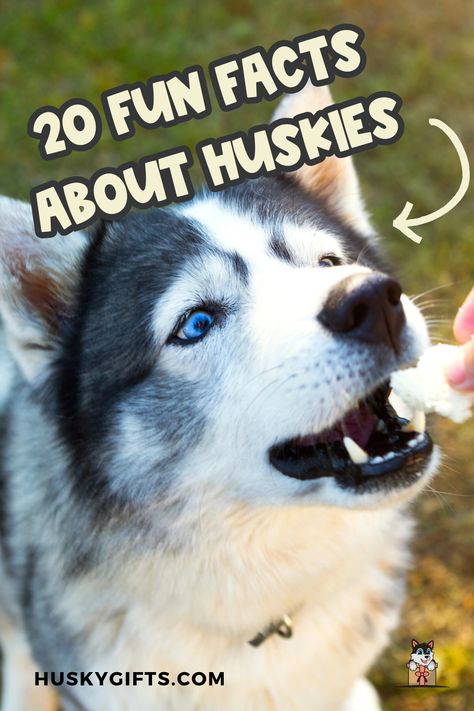 20 Fun Facts About Huskies. Prepare to be amazed! Dive deep into the world of Huskies with 20 fascinating facts that will leave you in awe. Did you know they were once sled-pulling royalty? From their mischievous antics to their heartwarming loyalty, every fact is a glimpse into the charm of these Arctic companions. Swipe to unravel the wonders of Huskyhood! 🐾📖 Husky Training, Husky Facts, Siberian Husky Facts, Husky Photos, Fascinating Facts, Husky Dogs, Siberian Husky, Dog Stuff, Training Your Dog