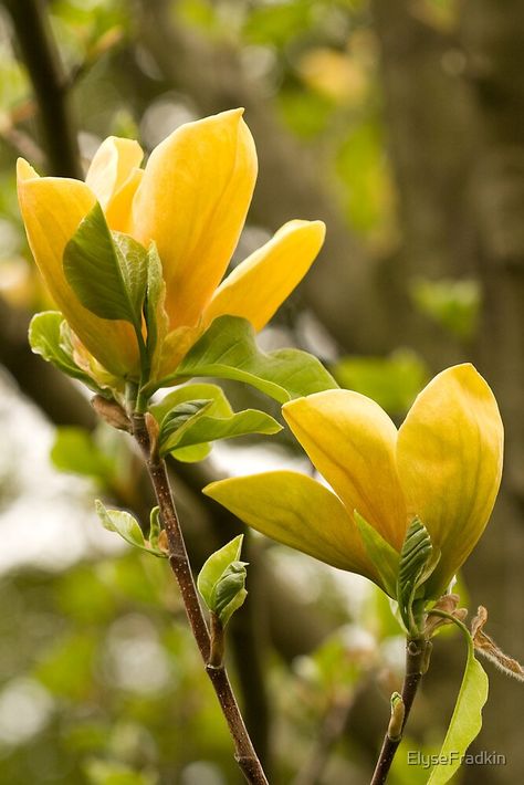 Magnolia Tree Landscaping, Magnolia Bush, Yellow Magnolia, First Flowers Of Spring, Yellow Photography, Yellow Petals, Magnolia Tree, Garden Compost, Beautiful Flowers Photos