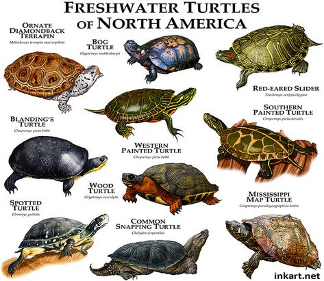 North+American+Turtles+Identification | Recent Photos The Commons 20under20 Galleries World Map App Garden ... Southern Painted Turtle, Western Painted Turtle, Turtle Tank Setup, Common Snapping Turtle, Spotted Turtle, Types Of Turtles, Freshwater Turtles, Turtle Care, Map Turtle